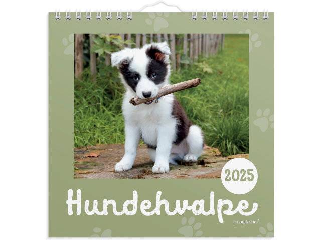 Mayland 2025 vægkalender Hundehvalpe 16x16cm 25066410