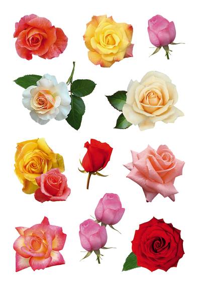 Stickers selvklæbende klistermærker - Decor store roser