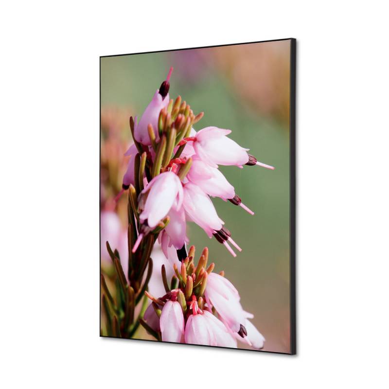 Tekstil vægdekoration A2 Pink Flower Erica med sort ramme
