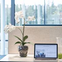 Kunstig Orkid&eacute; 65 cm h&oslash;j inkl. flot glaspotte