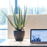 Naturtro kunstig plante Aloe Vera inkl. sort krukke